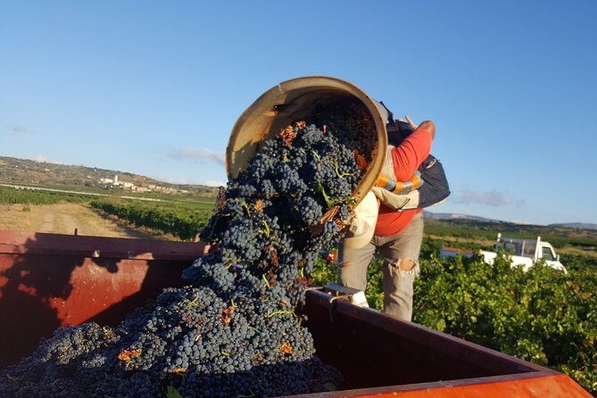 Walks in the heart of the secret vineyards around Collioure, tastings - Key Points