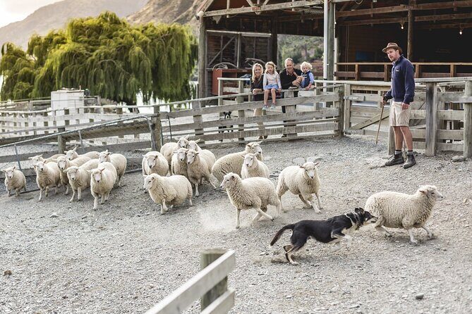 Walter Peak Gourmet BBQ Lunch & Queenstown Lake Cruise - Lake Wakatipu Cruise: Setting the Scene