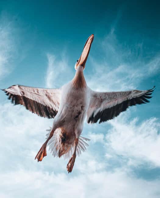 Walvis Bay: Dolphin Cruise, Pink Lakes and 4x4 Dune Drive - The Sum Up