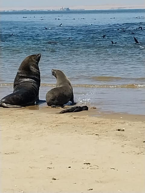 walvis-bay-kayaking-and-sandwich-harbour-full-day-tour