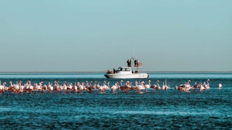 Walvis Bay: Namibian Coast Dolphin Cruise with Light Lunch - Walvis Bay: Namibian Coast Dolphin Cruise with Light Lunch