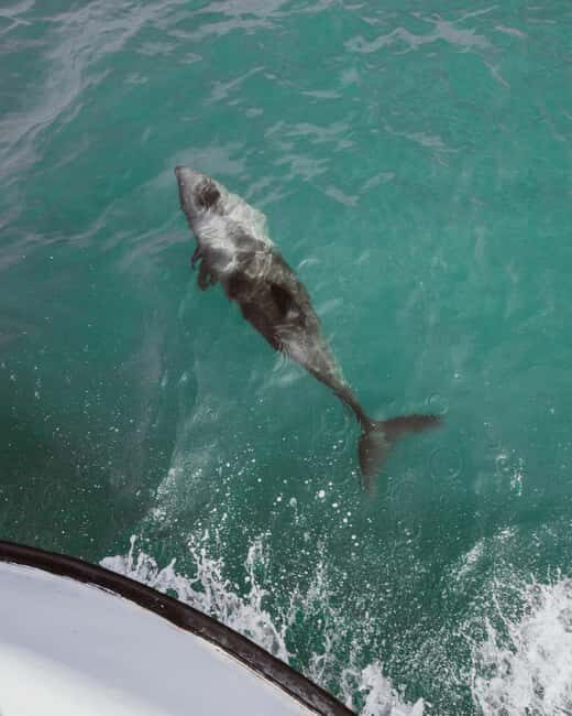 Walvis Bay: Namibian Coast Dolphin Cruise with Light Lunch - Who Would Enjoy This Tour?
