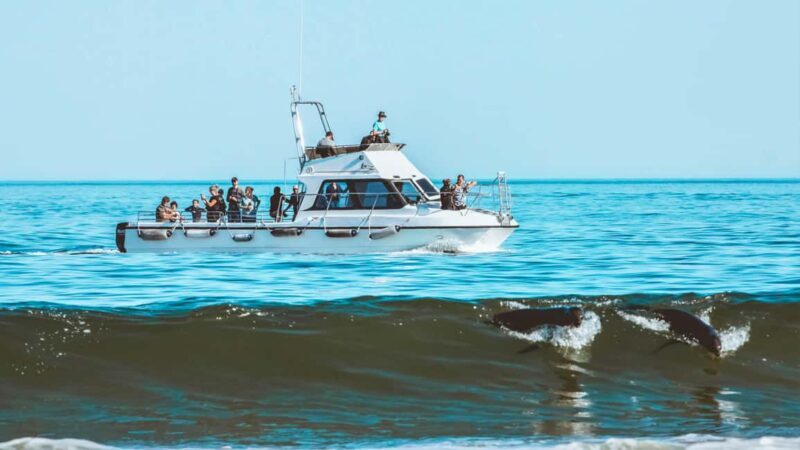 Walvis Bay: Namibian Coast Dolphin Cruise with Light Lunch - The Sum Up