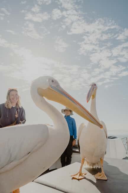Walvis Bay: Namibian Coast Dolphin Cruise with Light Lunch - FAQ