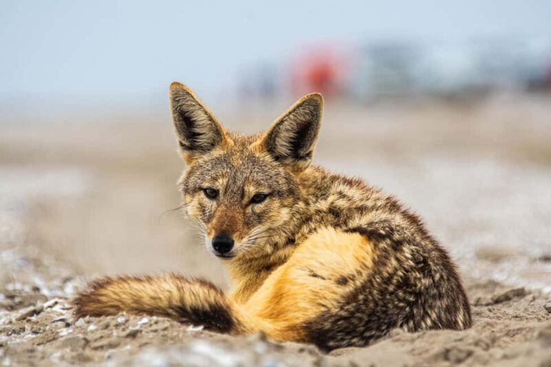 Walvis Bay : Pelican Point Birding and Cape Fur seal tour - What to Expect from the Pelican Point Birding and Seal Tour