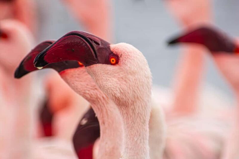 Walvis Bay : Pelican Point Birding and Cape Fur seal tour - Authentic Insights from Travelers