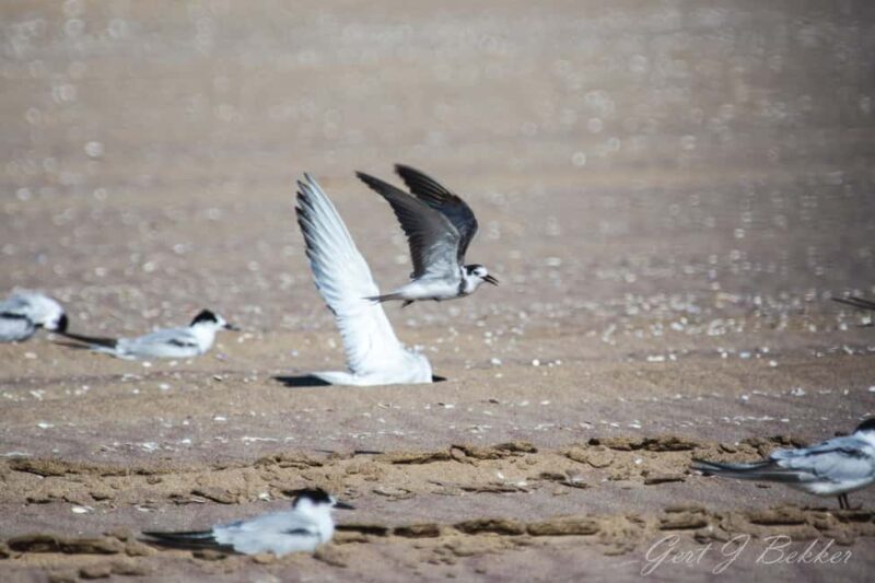 Walvis Bay : Pelican Point Birding and Cape Fur seal tour - Who Is This Tour Best For?
