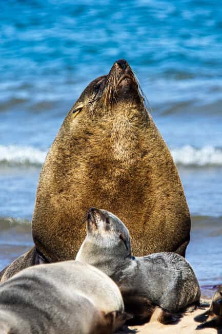 Walvis Bay : Pelican Point Birding and Cape Fur seal tour - Final Thoughts