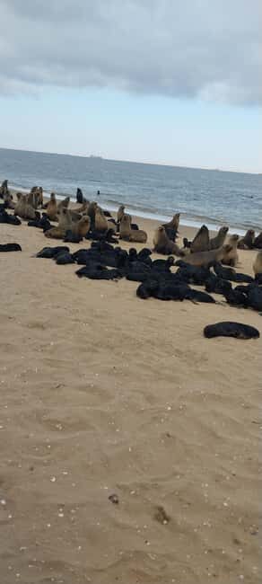 Walvis Bay: Pelican Point Seal and Sandwich Harbour Tour - Final Thoughts: Is It Worth It?