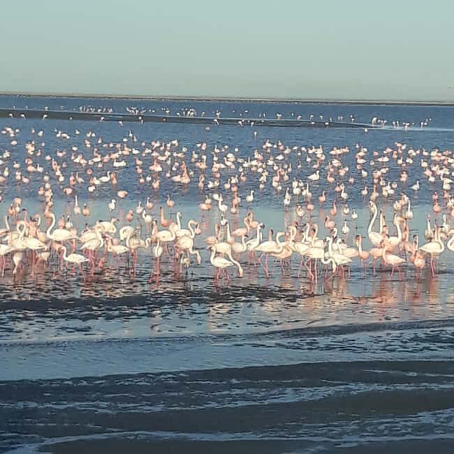 Walvis Bay: Scenic Sandwich Harbour Tour - What Sets This Tour Apart