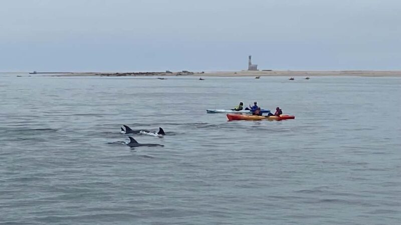 Walvis Bay: Seal Kayaking Adventure with Brunch - Key Points