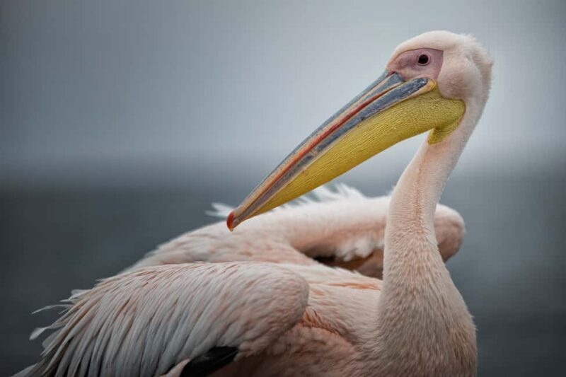 Walvis Bay: Seal Kayaking Adventure with Brunch - Practical Details and Logistics