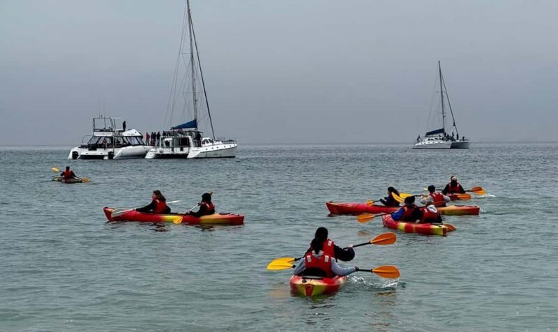 Walvis Bay: Seal Kayaking Adventure with Brunch - Authentic Insights from Reviews