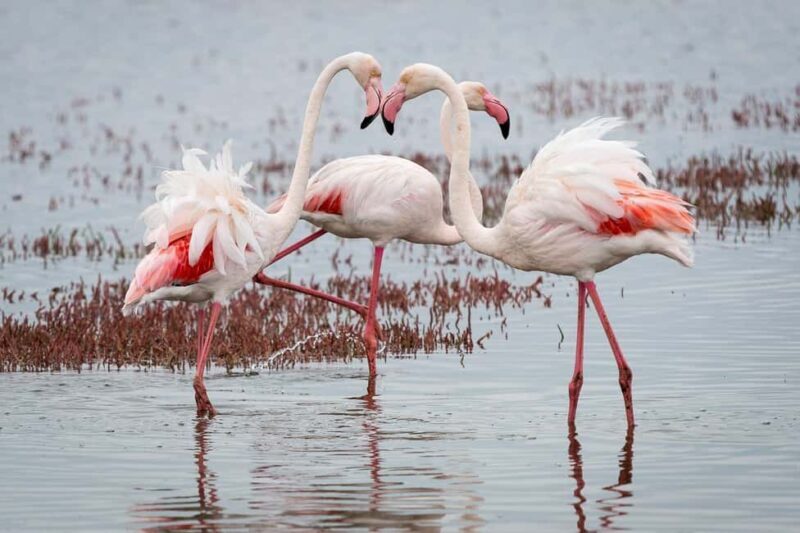 Walvis Bay: Seal Kayaking Adventure with Brunch - The Sum Up