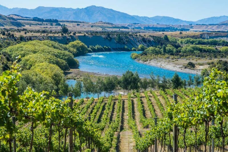 Wanaka: Afternoon Boutique Wine Tour - Authentic Insights from Reviews