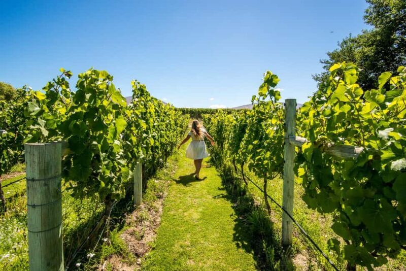 Wanaka: Afternoon Boutique Wine Tour - FAQs
