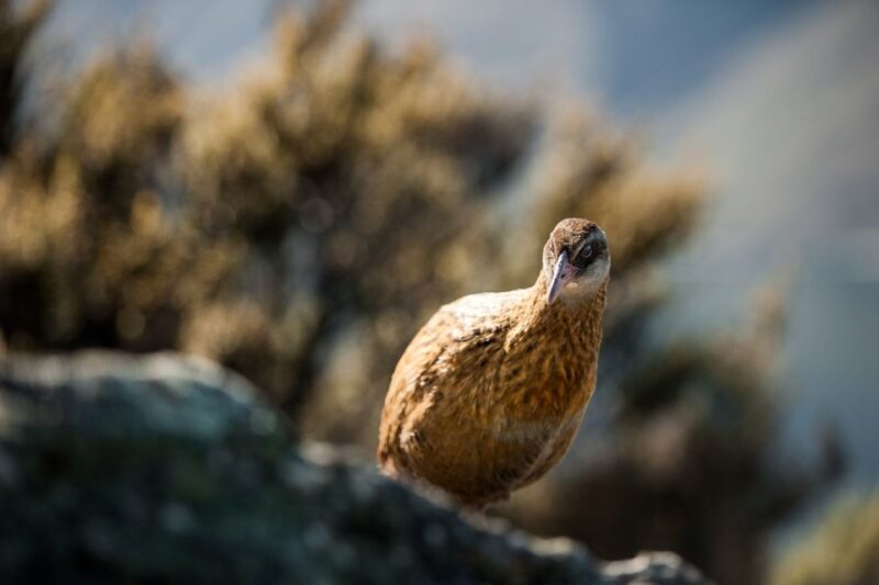 Wanaka: Water Taxi & Mou Waho Island Tour - Authentic Insights from Reviewers