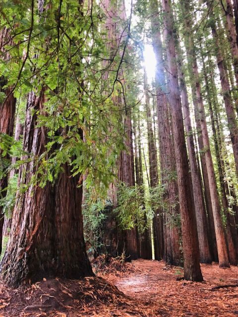 Warburton: Redwood Forest Mountain Bike Adventure - The Sum Up