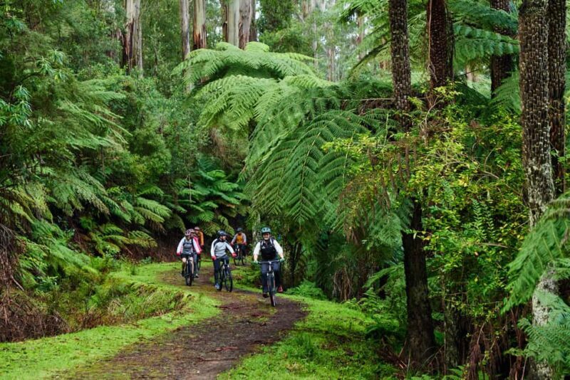 Warburton: Redwood Forest Mountain Bike Adventure - FAQ