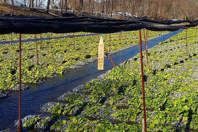 wasabi-farm-walking-tour-lunch