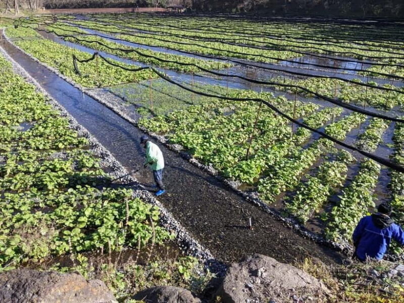 Wasabi Farm Walking Tour with Lunch - Frequently Asked Questions