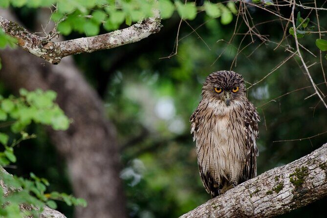 Wasgamuwa National Park | Private Safari - Who Will Love This Tour?