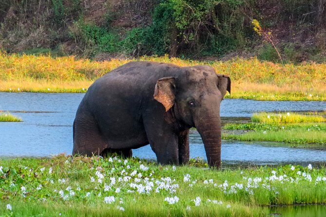 Wasgamuwa National Park Private Safari - Is This Tour Right for You?