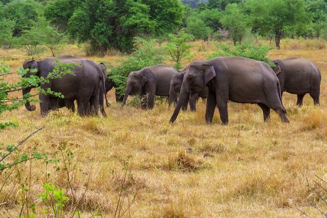 Wasgamuwa National Park Private Safari - Frequently Asked Questions