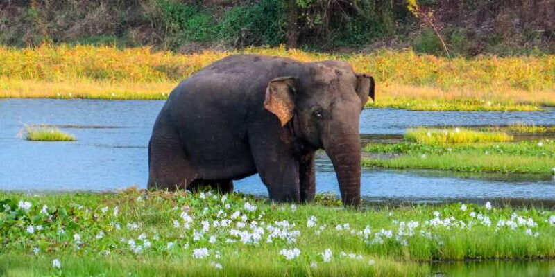 wasgamuwa-national-park-safari-from-polonnaruwa