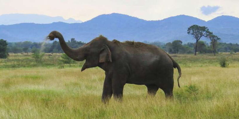 wasgamuwa-national-park-safari-from-polonnaruwa