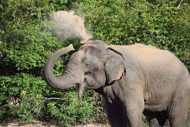 Wasgamuwa National Park Safari | Jeep with Tickets - An In-Depth Look at the Safari Experience