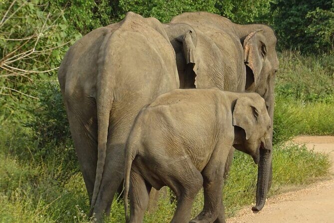 Wasgamuwa National Park Safari | Jeep with Tickets - The Sum Up: Perfect for Wildlife Lovers and Curious Travelers