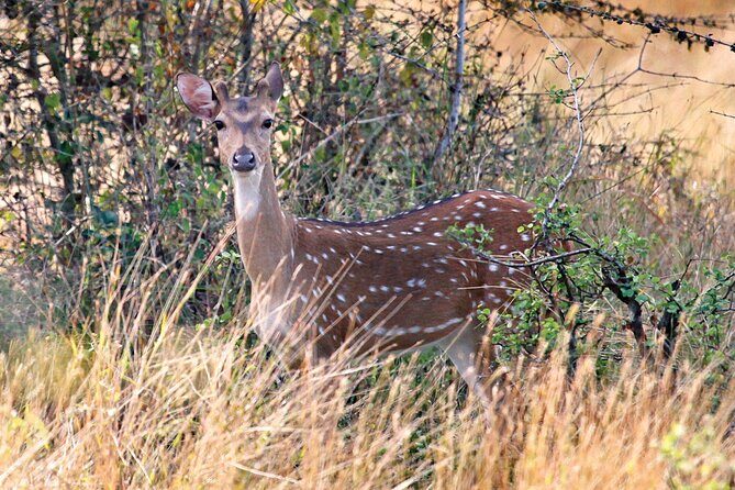 Wasgamuwa National Park Safari | Jeep with Tickets - FAQ