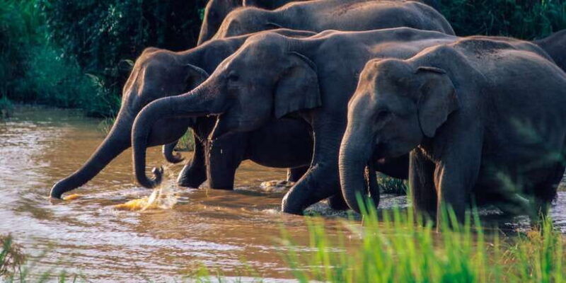 wasgamuwa-wasgamuwa-national-park-private-3-hour-safari