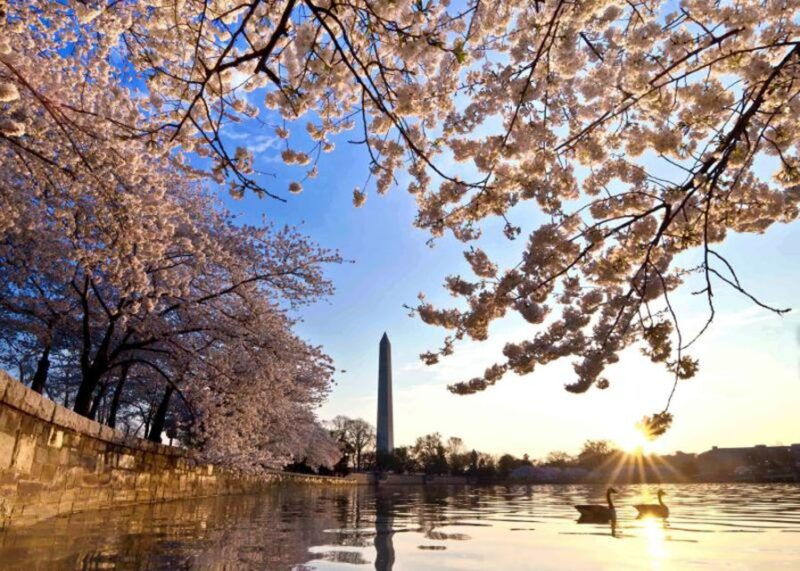 washington-cherry-blossom-tour