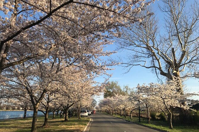 washington-d-c-cherry-blossom-1-day-tour-from-new-york-2