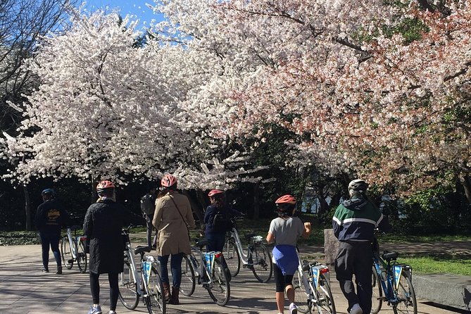 washington-dc-cherry-blossoms-by-bike-tour