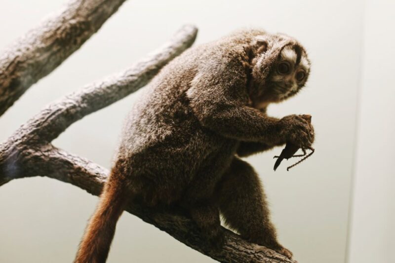 Washington, DC: Natural History & Air and Space Museum Tour - Who Is This Tour For?