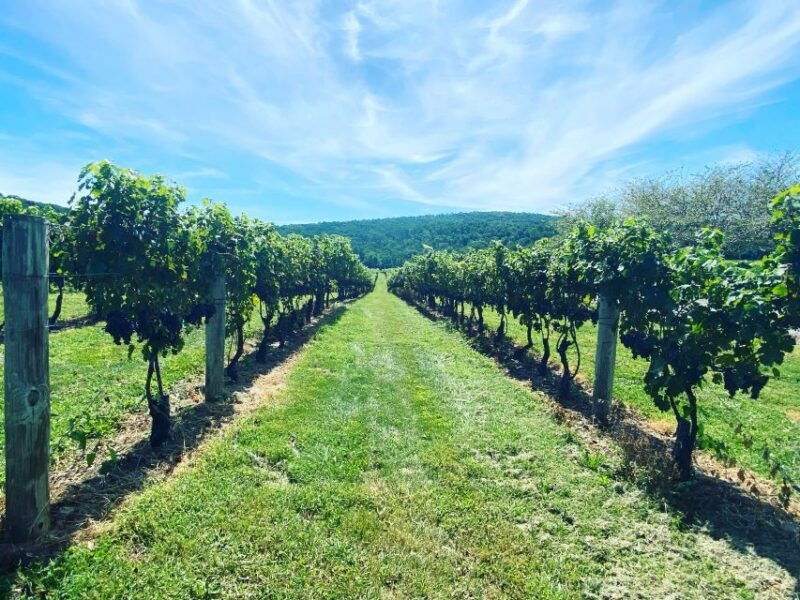 washington-dc-virginia-wine-region-experience-tour