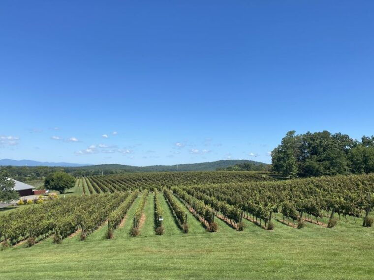 washington-dc-virginia-wine-region-experience-tour