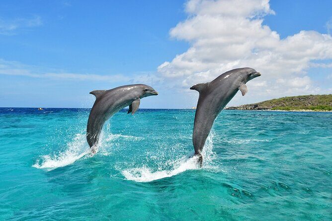 Wasini Dolphin Snorkeling - A Detailed Look at the Tour