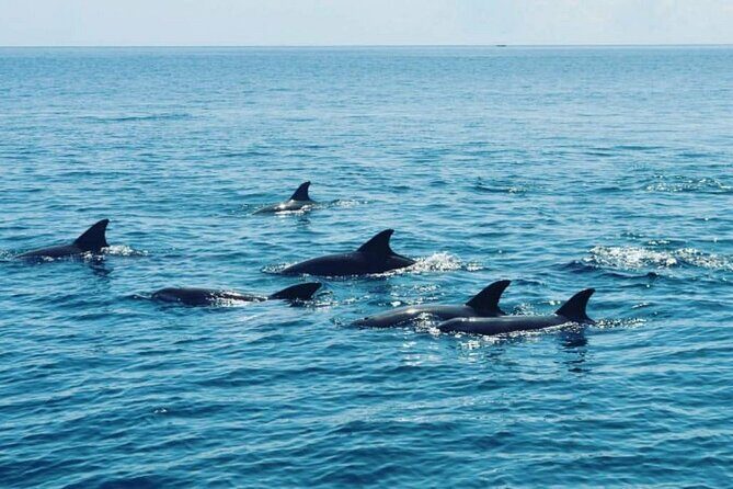 Wasini Dolphin Snorkeling - Price and Value