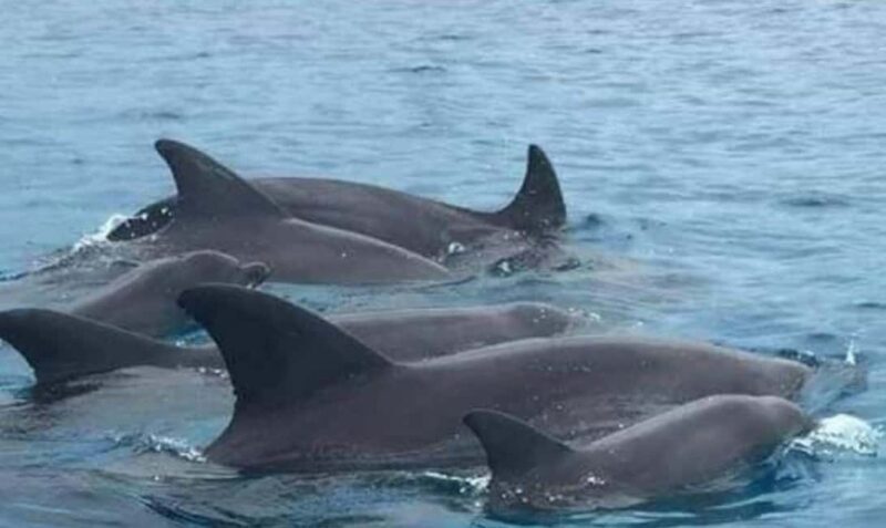 Wasini:, Swimming with the Dolphins - Key Points