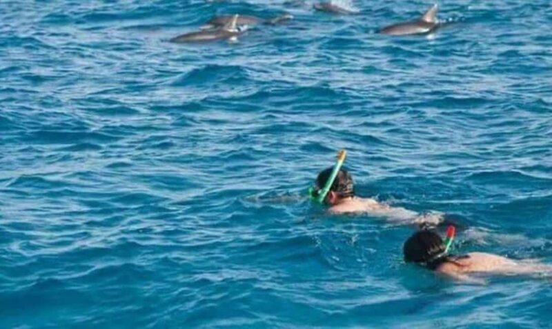 Wasini:, Swimming with the Dolphins - A Deep Dive into the Wasini Island Experience