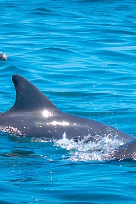 Watamu: Marine Park Snorkeling and Dolphin Spotting Tour - An Overview of the Experience