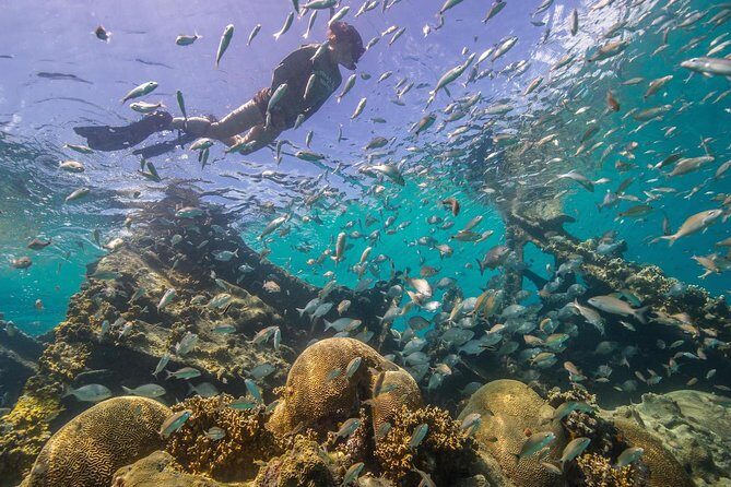 Watamu Marine Park & Sudi Island Mangrove Forest Canoe Ride.With sea food lunch - Snorkeling and Marine Wildlife