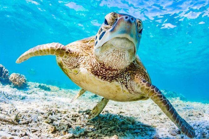 Watamu Marine Park & Sudi Island Mangrove Forest Canoe Ride.With sea food lunch - Sudi Island Village and Cultural Encounters