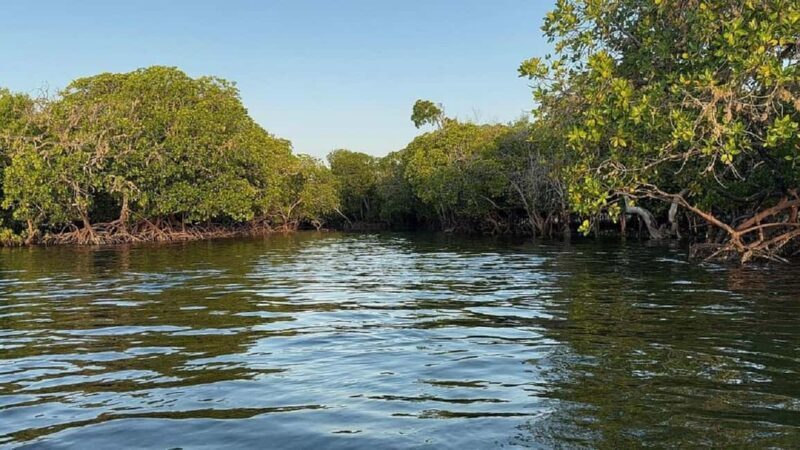 Watamu: Mida Creek Mangrove & Birdwatching Tour w/Boat Ride - Is It Worth the Price?