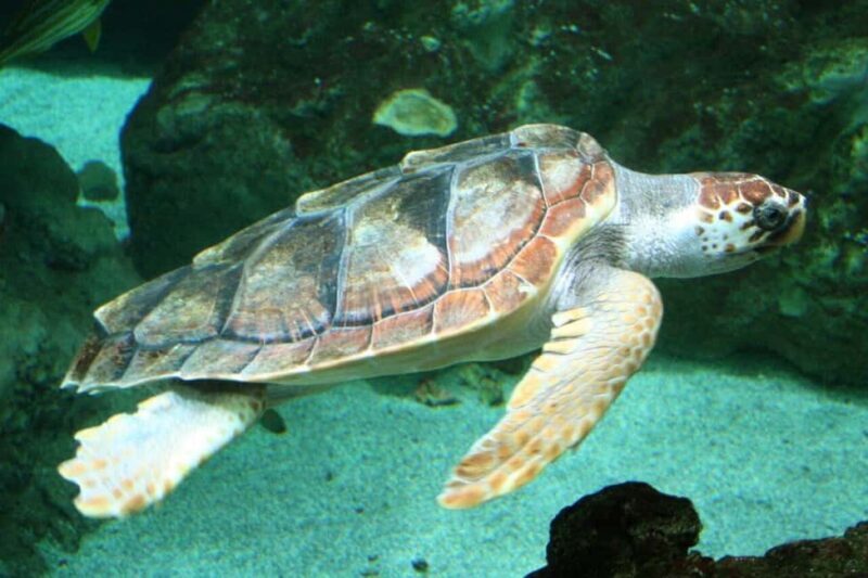 Watch Sea Turtles Nesting  Night Tour in Sal Island - Walking to the Nesting Site