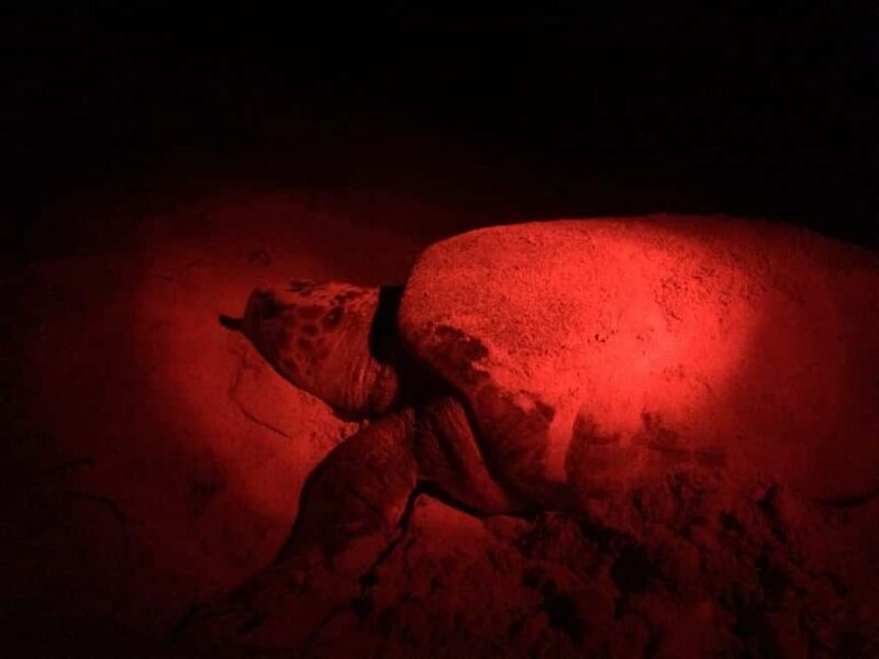 Watch Sea Turtles Nesting  Night Tour in Sal Island - Witnessing the Nesting Process